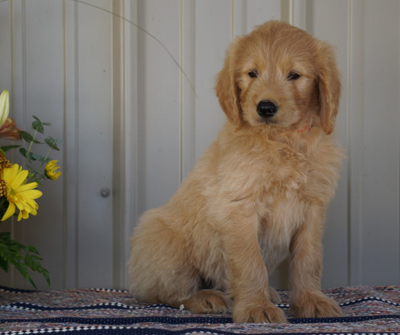 Goldendoodle (Standard) For Sale Millersburg, OH Male- Cinnamon