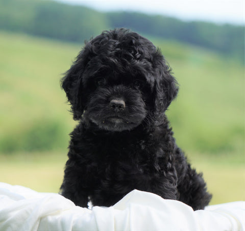 Cockapoo For Sale Dundee, OH Female- Emmi