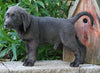 AKC Registered Charcoal Labrador Retriever For Sale Sugarcreek, OH Male- Sawyer