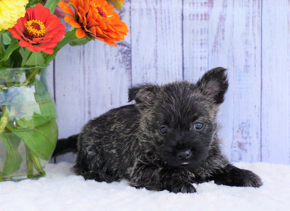 AKC Registered Cairn Terrier For Sale Millersburg, OH Female- Hailey