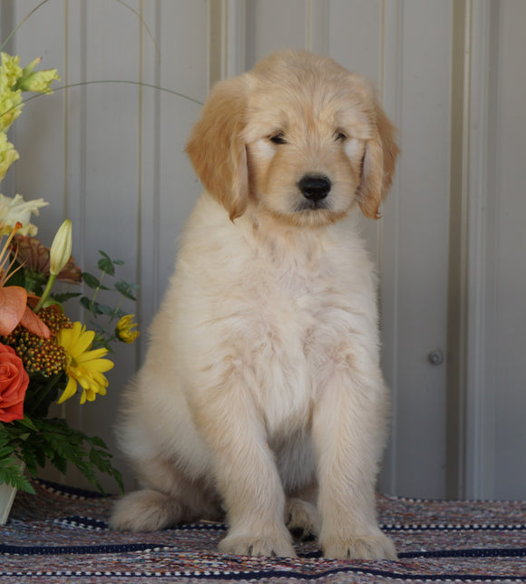 Goldendoodle (Standard) For Sale Millersburg, OH Female- Peaches