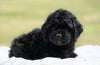 Cockapoo For Sale Dundee, OH Female- Emmi