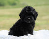 Cockapoo For Sale Dundee, OH Female- Emmi