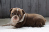 AKC Registered Boston Terrier For Sale Baltic, OH Female- Avery