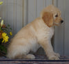 Goldendoodle (Standard) For Sale Millersburg, OH Female- Peaches