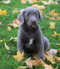 AKC Registered Silver Labrador Retreiver For Sale Sugarcreek, OH Male - Milo
