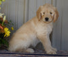Goldendoodle (Standard) For Sale Millersburg, OH Female- Peaches