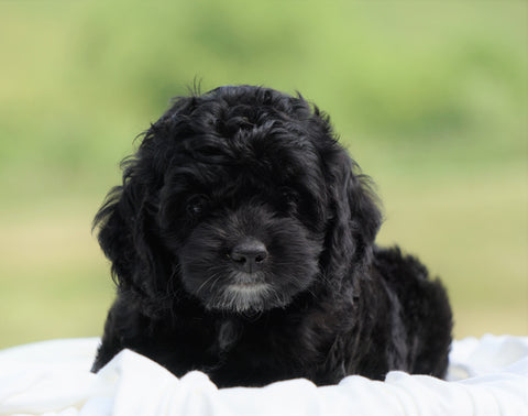 Cockapoo For Sale Dundee, OH Female- Avery