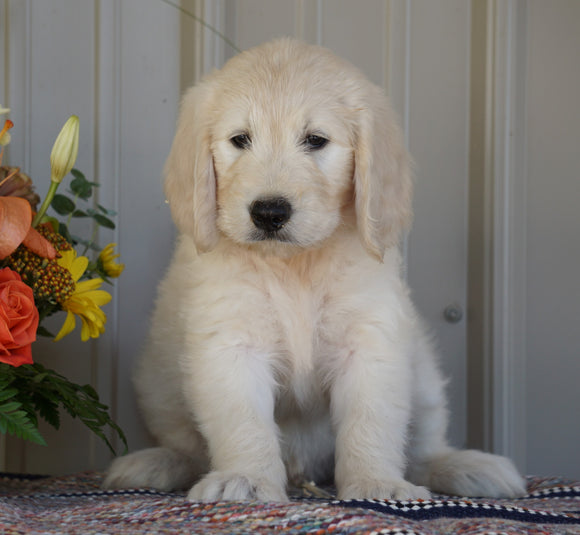 Goldendoodle (Standard) For Sale Millersburg, OH Male- Champ