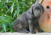 AKC Registered Charcoal Labrador Retriever For Sale Sugarcreek, OH Female- Callie