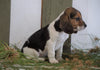 Beagle For Sale Fresno, OH Female- Kallie