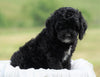 Cockapoo For Sale Dundee, OH Female- Avery