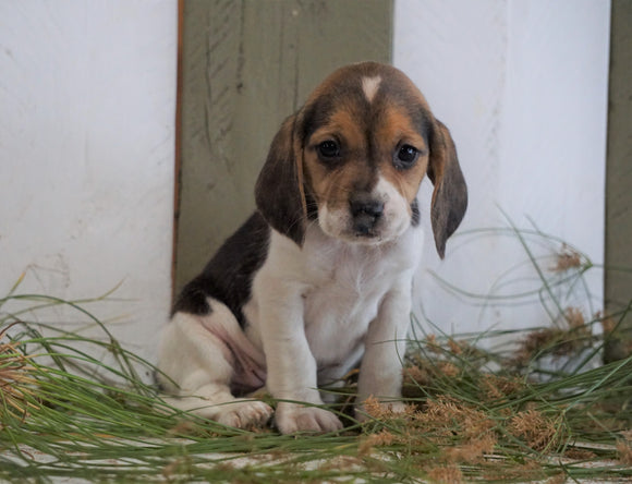 Beagle For Sale Fresno, OH Female- Kallie