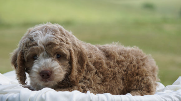 Cockapoo For Sale Dundee, OH Male- Cooper