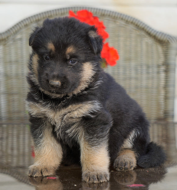 AKC Registered German Shepherd For Sale Millersburg, OH Female- Lola