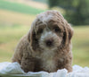 Cockapoo For Sale Dundee, OH Male- Cooper