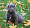 AKC Registered Silver Labrador Retreiver For Sale Sugarcreek, OH Male - Milo