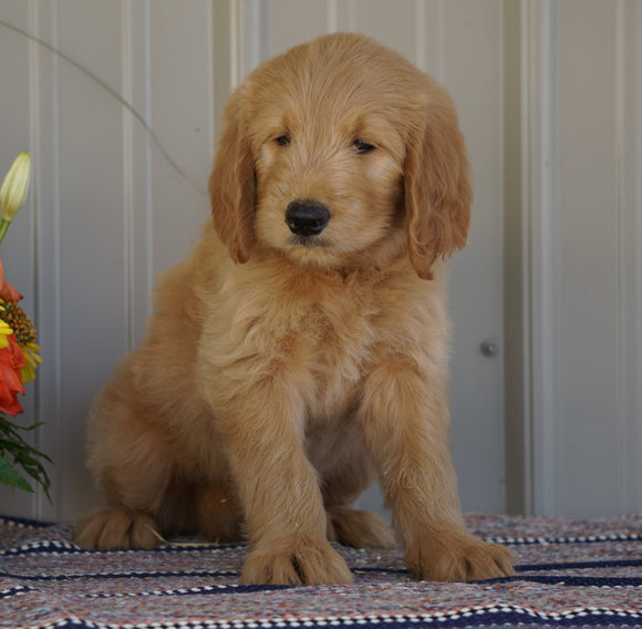 Goldendoodle (Standard) For Sale Millersburg, OH Female- Molly