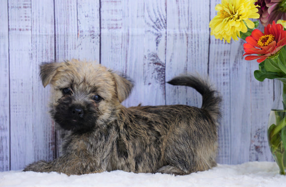 Cairn Terrier For Sale Millersburg, OH Male- Oddie