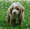 Cockapoo For Sale Dundee, OH Male- Cooper