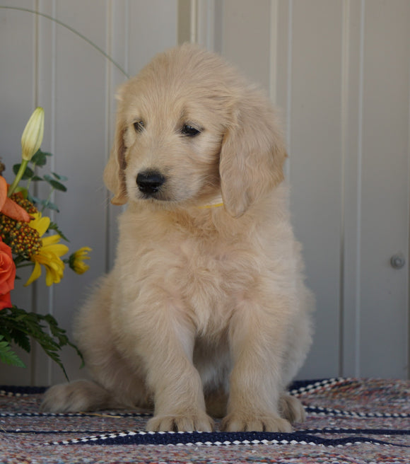 Goldendoodle (Standard) For Sale Millersburg, OH Female- Daisy