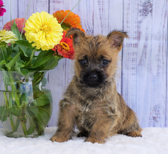 Cairn Terrier For Sale Millersburg, OH Female- Mindy