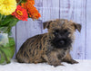 Cairn Terrier For Sale Millersburg, OH Male- Winston