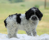 Cockapoo For Sale Dundee, OH Male- Jackson