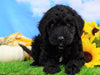 Mini Bernedoodle For Sale Sugarcreek, OH Male- Jaxson