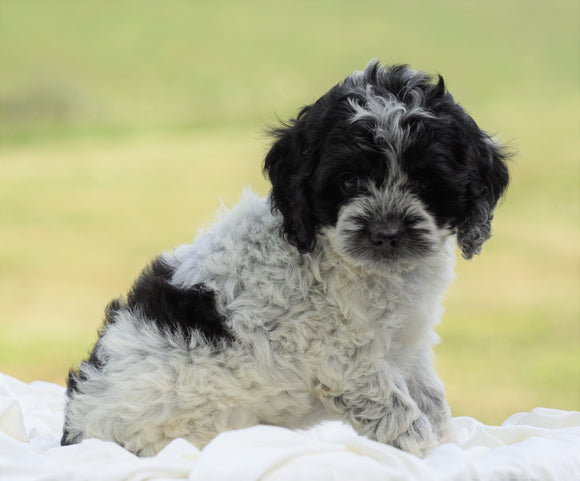 Cockapoo For Sale Dundee, OH Male- Jackson