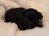 Poodle Mix For Sale Fredericksburg, OH Female Bella