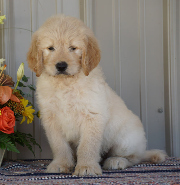 Goldendoodle (Standard) For Sale Millersburg, OH Male- Rambo