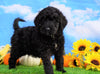 Mini Bernedoodle For Sale Sugarcreek, OH Male- Jaxson