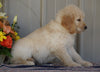 Goldendoodle (Standard) For Sale Millersburg, OH Male- Rambo