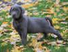 AKC Registered Silver Labrador Retreiver For Sale Sugarcreek, OH Male - George