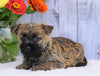 Cairn Terrier For Sale Millersburg, OH Male- Winston
