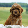 Cockapoo For Sale Dundee, OH Male- Bruce