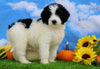 Mini Bernedoodle For Sale Sugarcreek, OH Female- Zoey