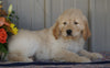 Goldendoodle (Standard) For Sale Millersburg, OH Male- Rambo