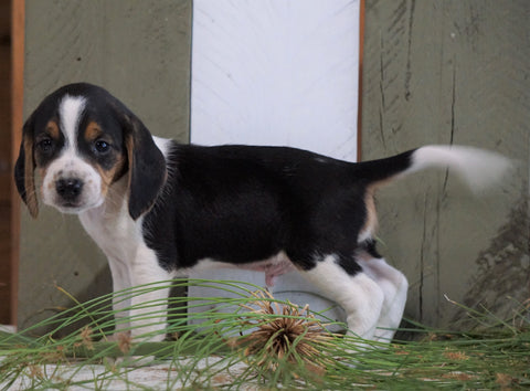 Beagle For Sale Fresno, OH Male- Max