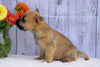 Cairn Terrier For Sale Millersburg, OH Male- Chase