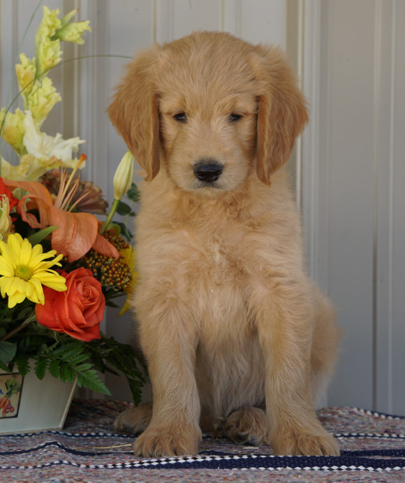 Goldendoodle (Standard) For Sale Millersburg, OH Male- Ashton