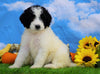 Mini Bernedoodle For Sale Sugarcreek, OH Female- Zoey
