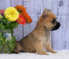 Cairn Terrier For Sale Millersburg, OH Male- Chase