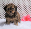 Cavapoo For Sale Fredericksbug, OH Male- Charlie