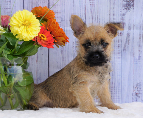 Cairn Terrier For Sale Millersburg, OH Male- Chase