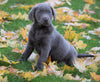 AKC Registered Silver Labrador Retreiver For Sale Sugarcreek, OH Male - George
