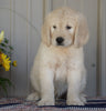 Goldendoodle (Standard) For Sale Millersburg, OH Male- Smokey