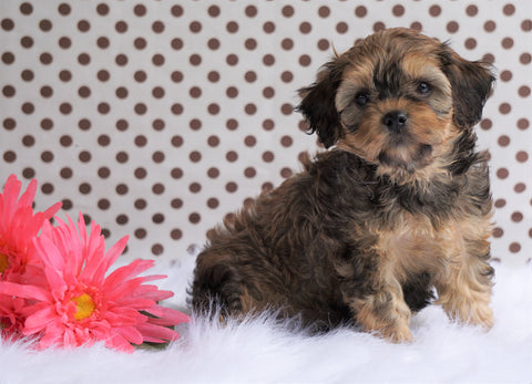 Cavapoo For Sale Fredericksbug, OH Male- Charlie