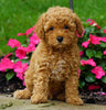 ICA Registered Toy Poodle For Sale Millersburg, OH Male- Cooper